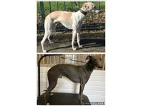 whippet puppies gumtree